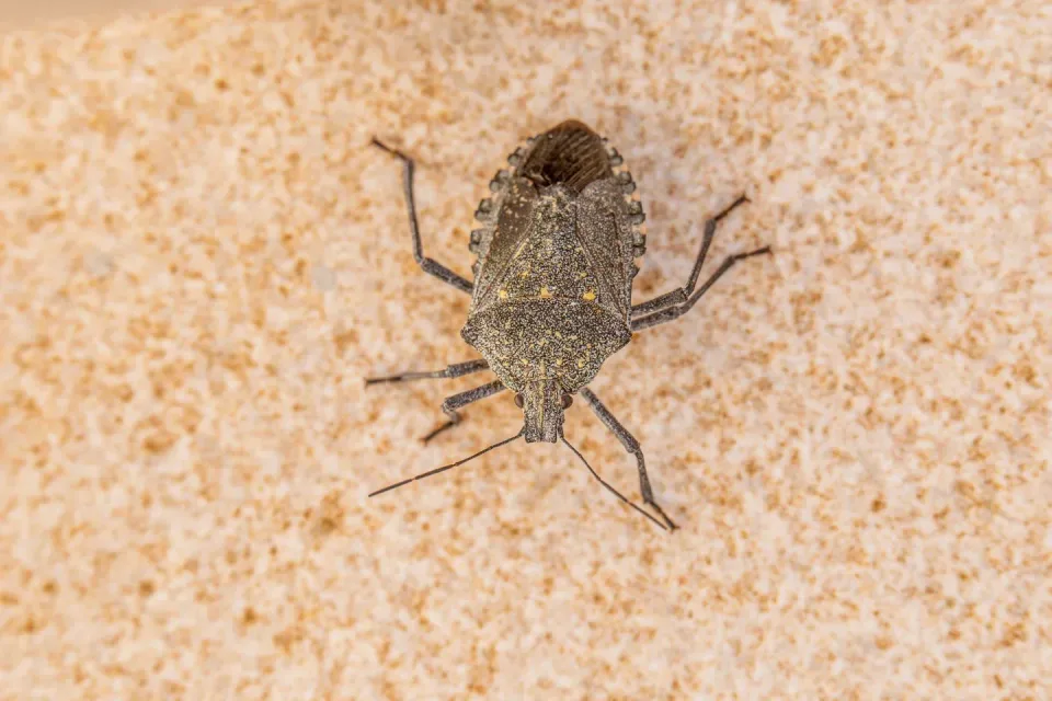 Stink Bug — Pest Control Stink Bug — Pest Control